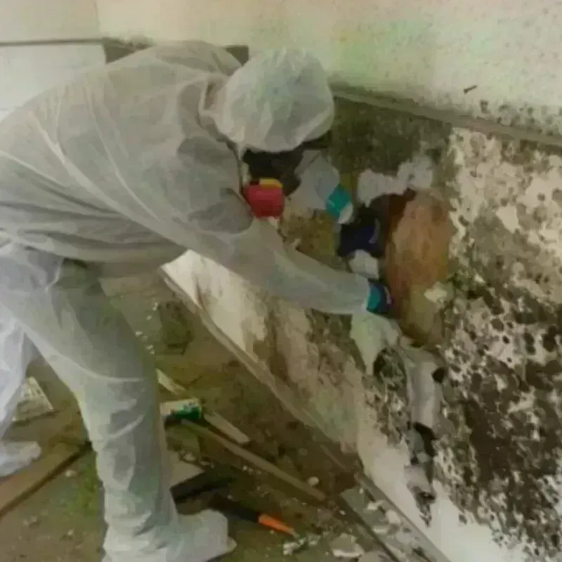 Mold Remediation and Removal in Aurora, IN